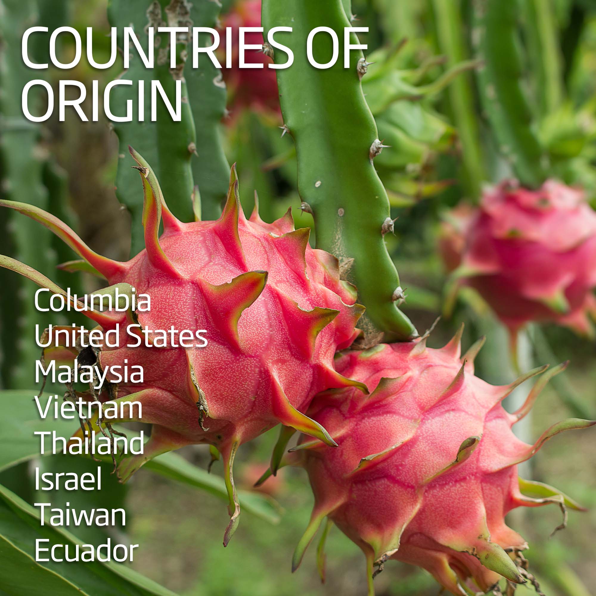 Dragon Fruit / Pitaya - Red - Image 3