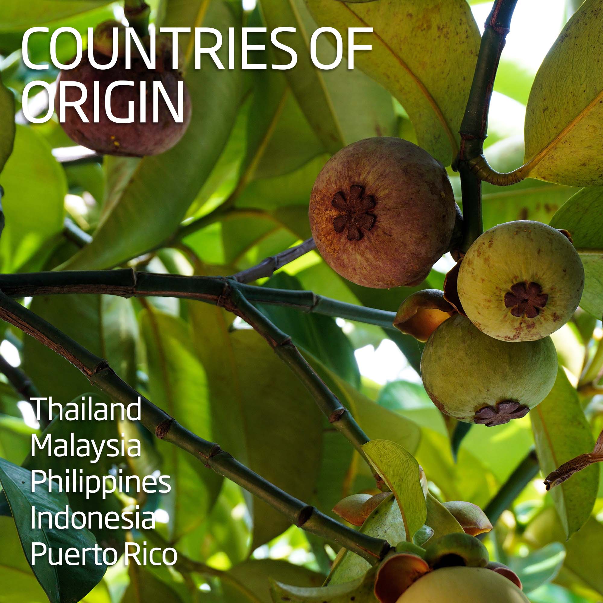 Mangosteen - Image 4