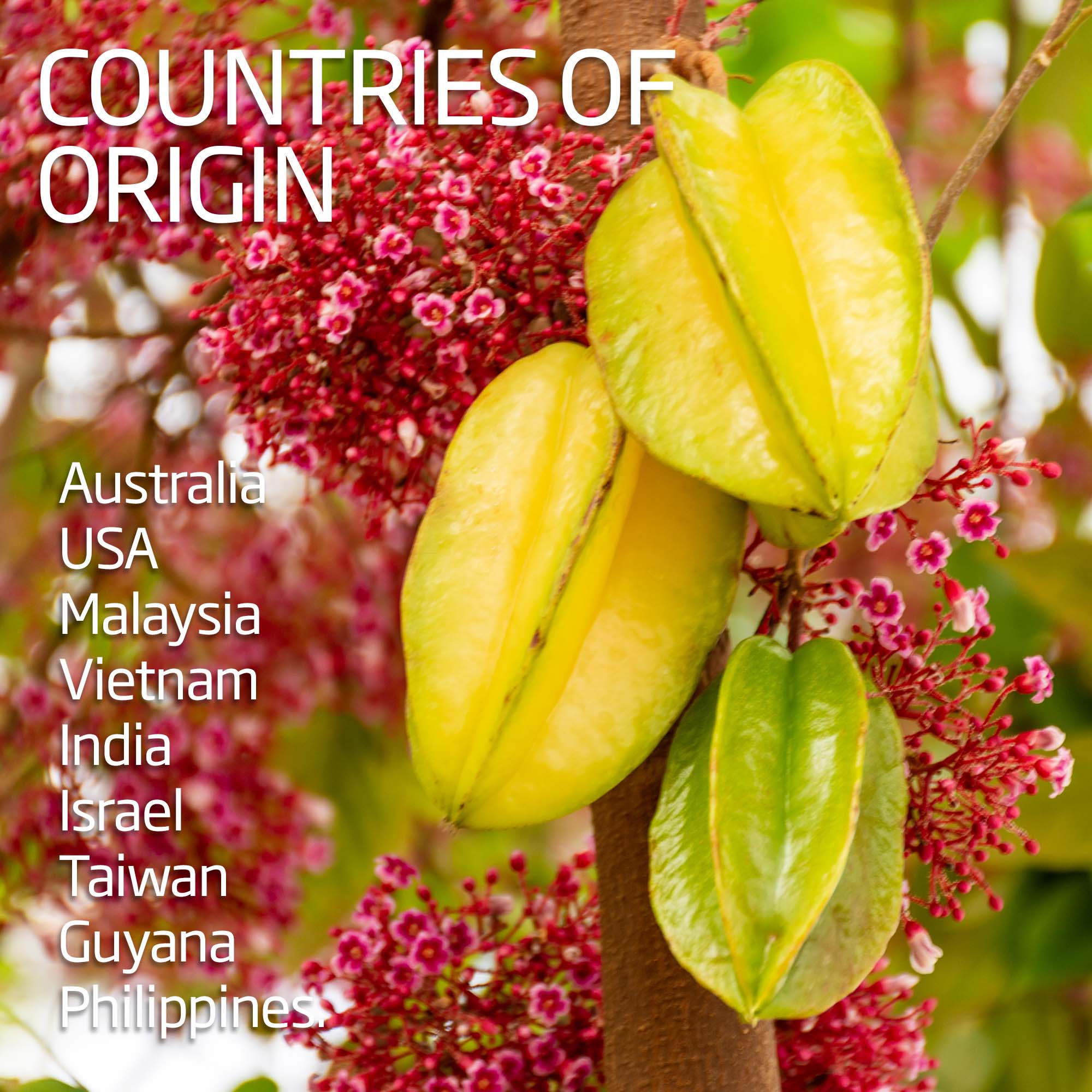 Star Fruit - Carambola - Image 4